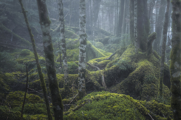 Moss forest at Shirakoma Pond