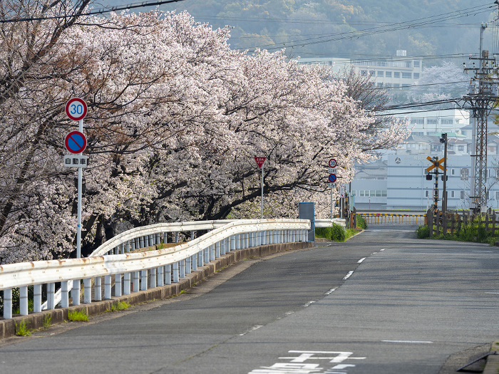 Scenery of roadside and railroad crossing with cherry blossoms in full bloom