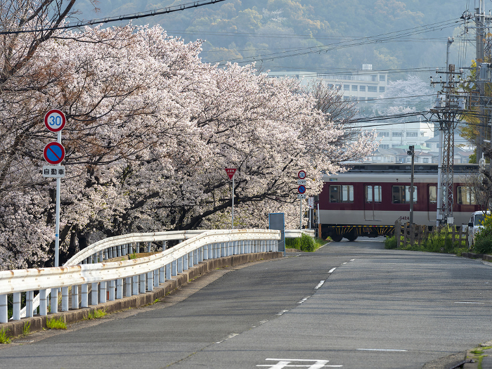 Scenery of roadside and railroad crossing with cherry blossoms in full bloom