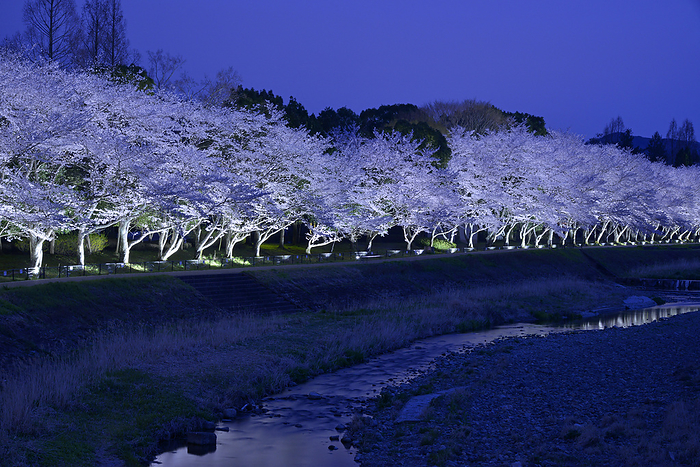 Nighttime cherry blossom illumination along the Inukai River in Kameoka Athletic Park, Kyoto Prefecture