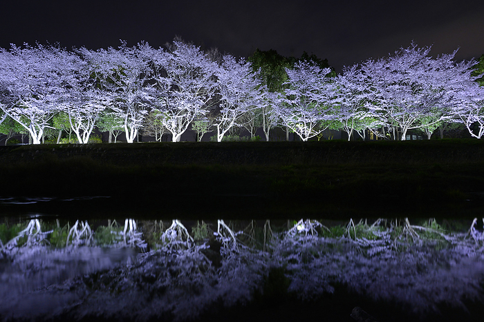 Nighttime cherry blossom illumination along the Inukai River in Kameoka Athletic Park, Kyoto Prefecture