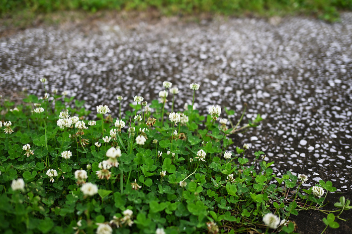 Spring white clover blooming at your feet