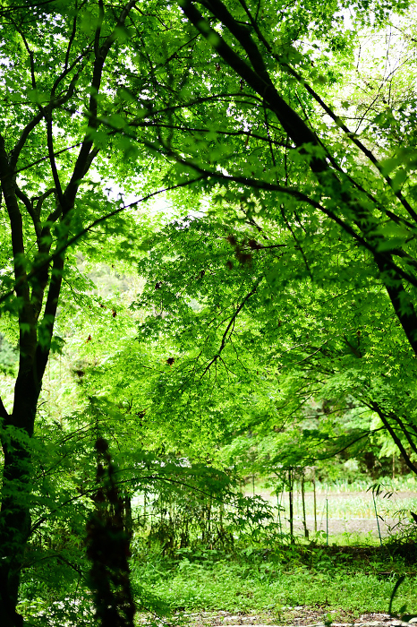 Fresh greenery in a beautiful forest