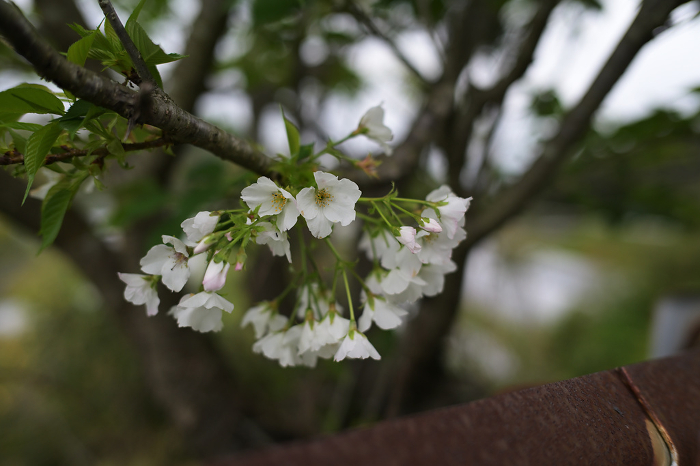 Quietly blooming cherry blossoms