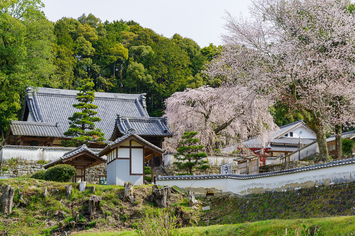 Shidare-zakura (weeping cherry tree) at Kougetsu-in, Matsudaira-go (Toyota City, Aichi Prefecture)