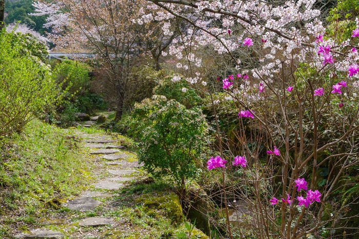 Walking paths in Matsudaira-go in spring (Toyota City, Aichi Prefecture)
