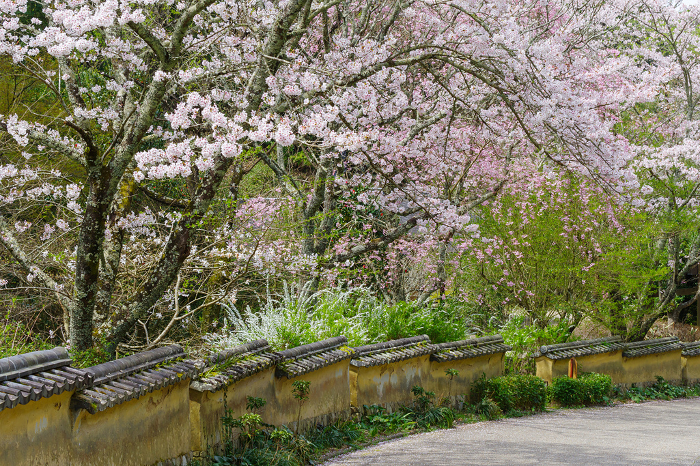 Muromachi Wall and Cherry Blossoms in Matsudairago (Toyota City, Aichi Prefecture)