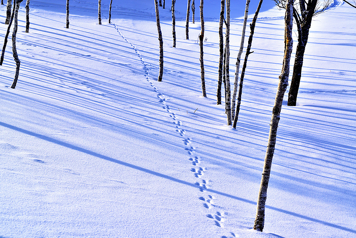 Rabbit tracks and tree shadows Hokkaido At Lake Mashu, Teshikaga