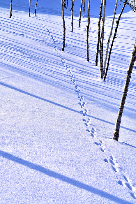 Rabbit tracks and tree shadows Hokkaido At Lake Mashu, Teshikaga