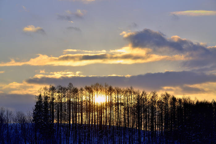 Larch forest at sunset Hokkaido Near Tokachidake Onsen, Kamifurano Town