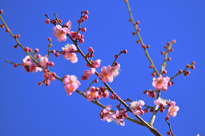 Red plum blossoms Nara Pref. At Umami Hillside Park, Hiroryo Town