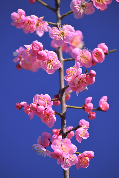 Red plum blossoms Nara Pref. At Umami Hillside Park, Hiroryo Town