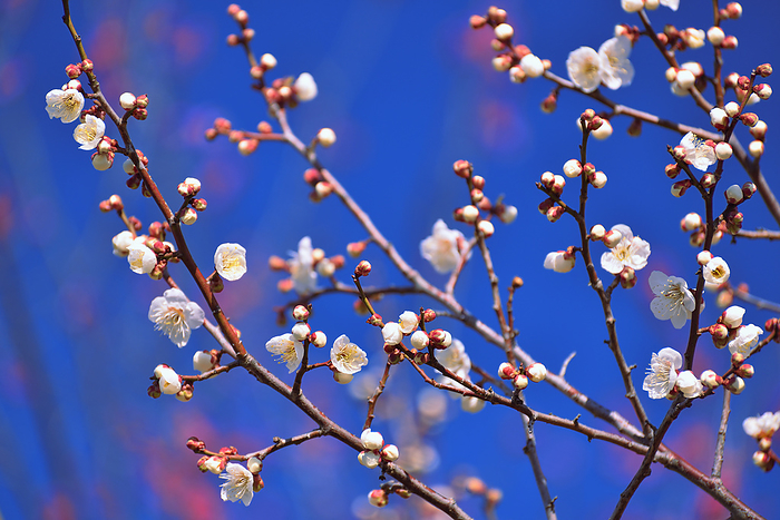 White plum blossoms Nara Pref. At Umami Hillside Park, Hiroryo Town