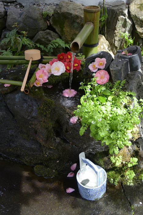Spring Otoyo Jinja Shrine, flower water bowl, Shikagaya, Sakyo-ku, Kyoto City, Japan