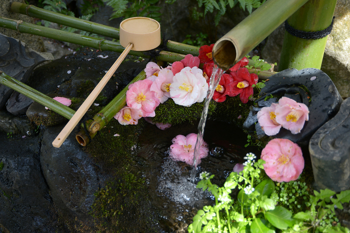 Spring Otoyo Jinja Shrine, flower water bowl, Shikagaya, Sakyo-ku, Kyoto City, Japan
