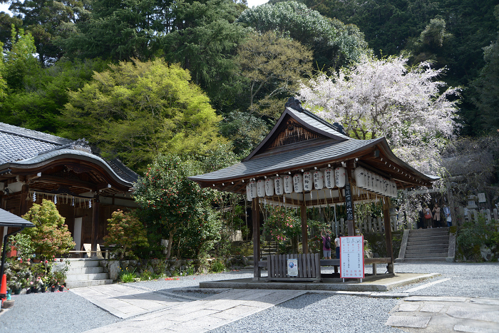 Springtime, Ohoyo Shrine precincts, Shikagaya, Sakyo-ku, Kyoto City, Japan
