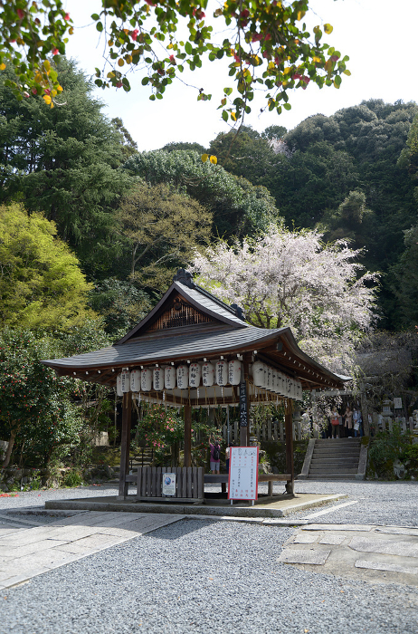 Spring Otoyo Shrine Maiden, Shikagaya, Sakyo-ku, Kyoto City