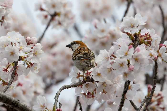 New Zealand sparrow when perched on a cherry tree