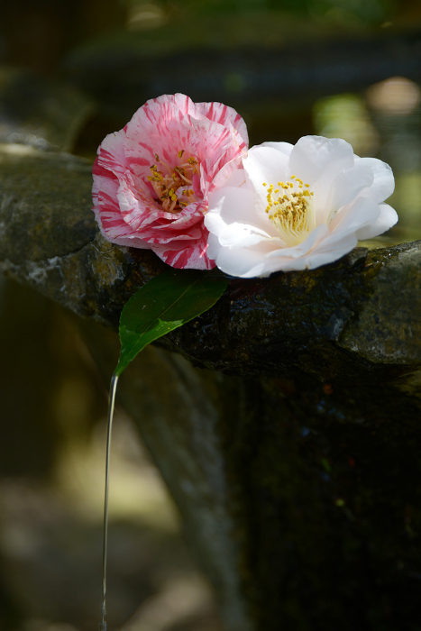 Camellia flower in the Tezui-bachi at Honen-in Temple, Shikagaya, Sakyo-ku, Kyoto
