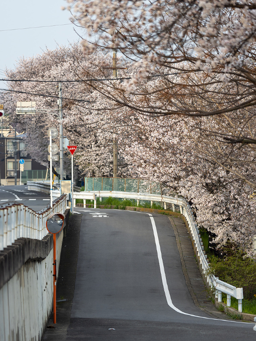 Scenery of the city with blooming cherry blossoms