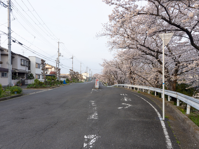 Scenery of the city with blooming cherry blossoms