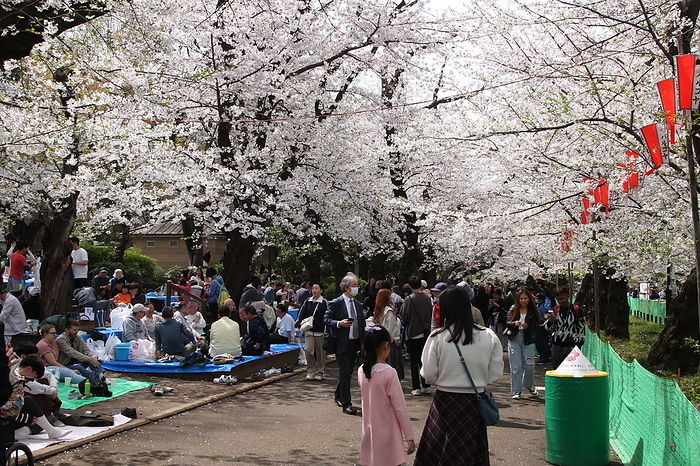 Ueno Park cherry blossoms in full bloom