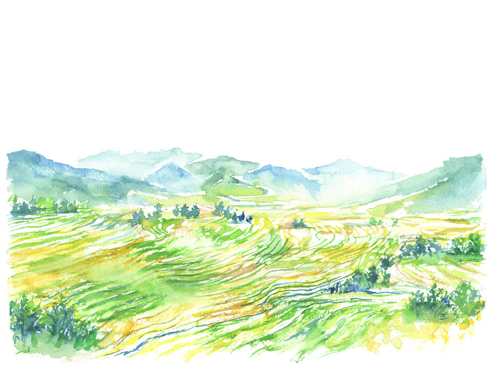 Landscape illustration of terraced rice fields and mountains in watercolor.