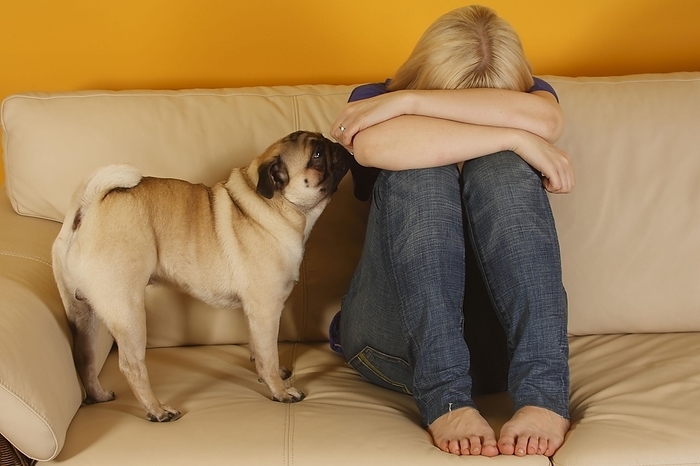Pugs and Women Pug comforts crying woman on sofa, Jennifer T bben