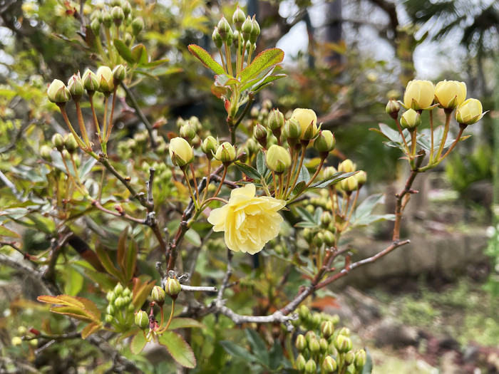 Mokkou rose in April with buds