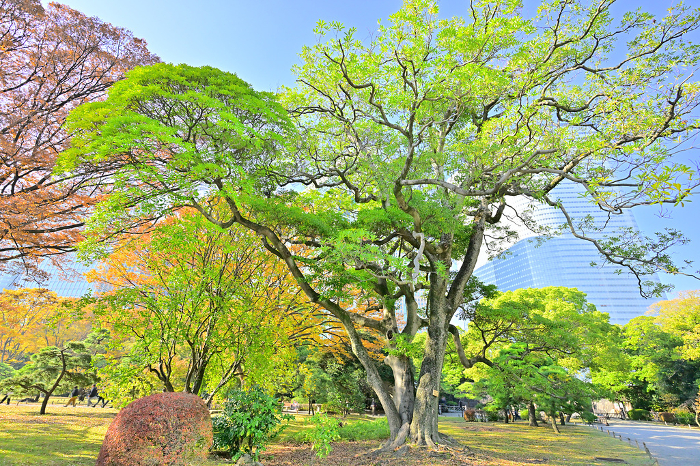 Beech tree in Japanese garden