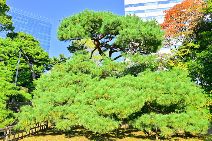 Trees in the Japanese Garden