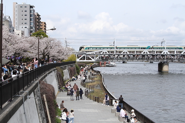 Sumida Park Cherry blossoms in full bloom
