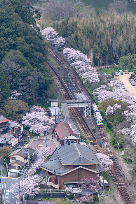 JR Kansai Main Line, Kasagi Station, Sakura, Kasagi Town, Kyoto Pref.