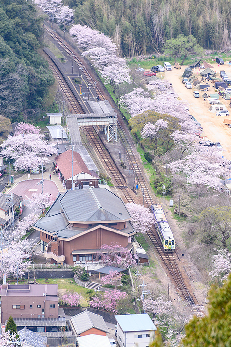 JR Kansai Main Line, Kasagi Station, Sakura, Kasagi Town, Kyoto Pref.