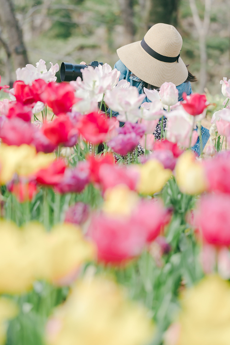 Woman photographing a tulip field