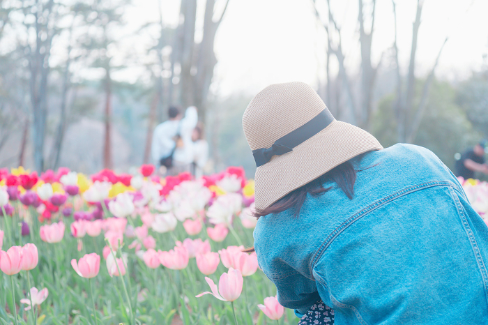 Woman photographing a tulip field