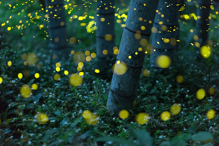 Hime fireflies on the banks of the Niyodo River, Tosa City, Kochi Prefecture Fireflies are divided into two main groups based on their habitat: the Genji and Heike fireflies, which are aquatic fireflies, and the Himehotaru, which live in bamboo and mountain forests as land dwelling fireflies. These photos follow the flight of the terrestrial fireflies in Kochi Prefecture, which from early May to late June move from lowlands to higher elevations, roaming the satoyama and forests at night. The photo was taken in Tosa City, Kochi Prefecture, where a bamboo grove along a riverbed is a stage for the hime botaru at night.