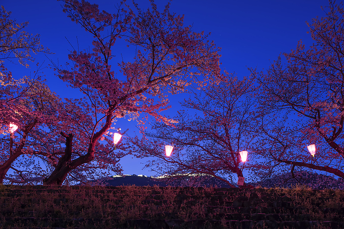 Night Cherry Blossoms at Takeda Castle Asago City, Hyogo Prefecture One Hundred Famous Castles of Japan No.56 Ruins of Takeda Castle seen from the Maruyama River 