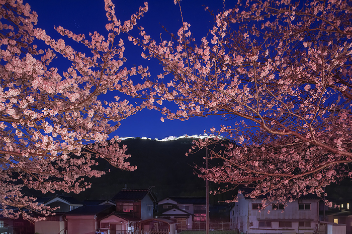 Night Cherry Blossoms at Takeda Castle Asago City, Hyogo Prefecture One Hundred Famous Castles of Japan No.56 Ruins of Takeda Castle seen from the Maruyama River 