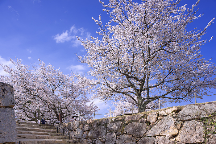Cherry blossoms at Takeda Castle Asago City, Hyogo Prefecture One Hundred Famous Castles of Japan No.56 Ote mon Gate, North Sentamatami Stone Wall