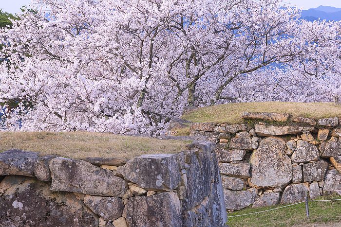 Cherry blossoms at Takeda Castle Asago City, Hyogo Prefecture One Hundred Famous Castles of Japan No.56 Ninomaru