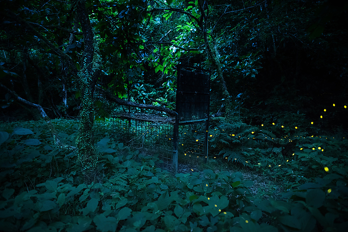 Wild boar traps and princess fireflies Fireflies are divided into two main groups based on their habitat: the Genji and Heike fireflies, which are aquatic fireflies, and the Himehotaru, which live in bamboo and mountain forests as land dwelling fireflies. These photos follow the flight of the terrestrial fireflies in Kochi Prefecture, which from early May to late June move from lowlands to higher elevations, roaming the satoyama and forests at night. The photo was taken in Tosa City, Kochi Prefecture, where Hime fireflies were flying as if attracted by a boar trap.