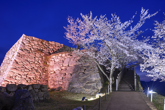 Night Cherry Blossoms at Takeda Castle Asago City, Hyogo Prefecture One Hundred Famous Castles of Japan No.56 Honmaru and castle tower seen from Ninomaru 
