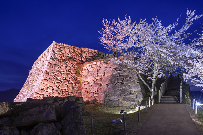 Night Cherry Blossoms at Takeda Castle Asago City, Hyogo Prefecture One Hundred Famous Castles of Japan No.56 Honmaru and castle tower seen from Ninomaru 