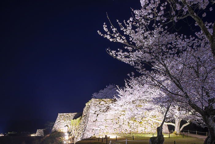 Night Cherry Blossoms at Takeda Castle Asago City, Hyogo Prefecture One Hundred Famous Castles of Japan No.56 Ninomaru, Honmaru and castle tower seen from San no maru 