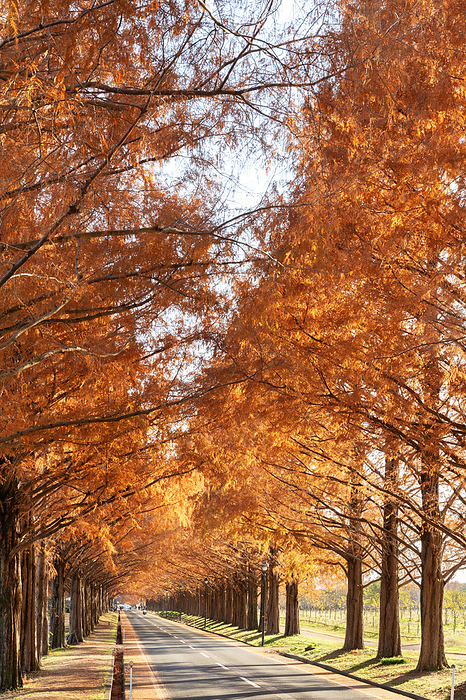 Metasequoia trees in autumn foliage Takashima City, Shiga Prefecture