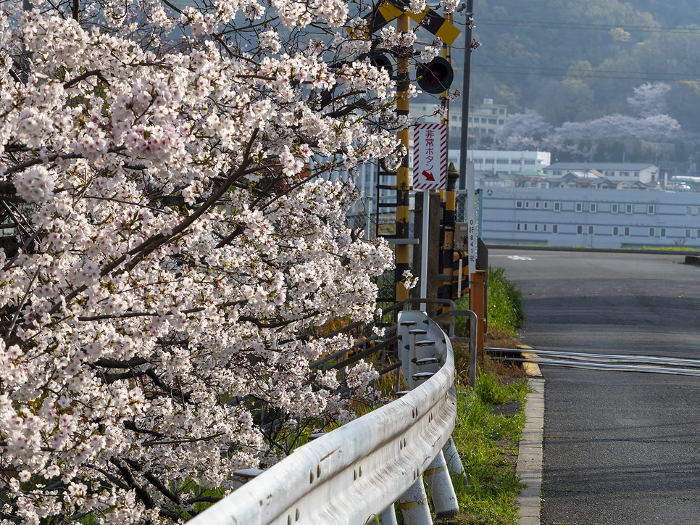 Cherry blossoms along the road