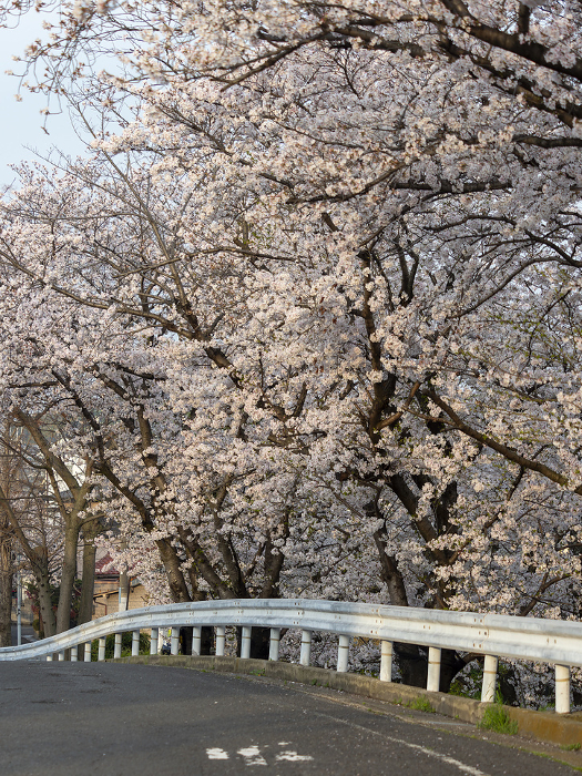 Cherry blossoms along the road