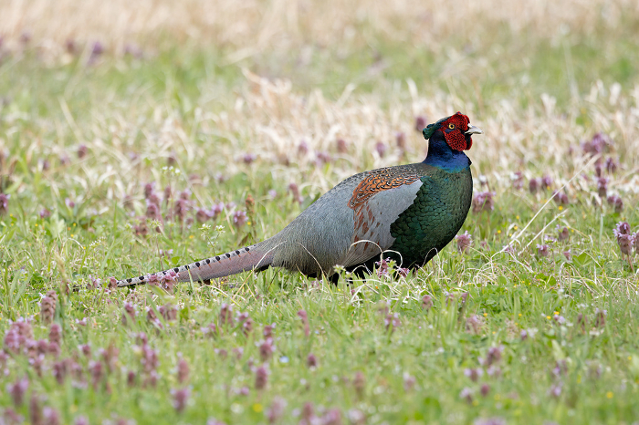Pheasants looking for food in fallow fields