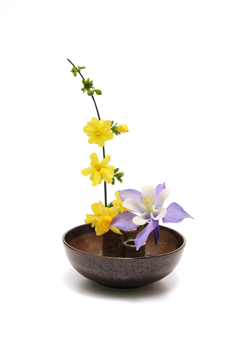 Daffodils and daffodils in tableware